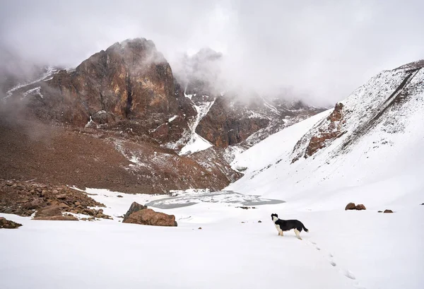 Svart Hund Snöiga Berget Sjön Zaili Alatay Almaty Kazakstan — Stockfoto