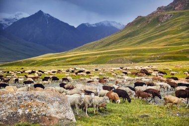 Sheep in near the rock in Terskey Alatau mountains of Kyrgyzstan, Central Asia clipart