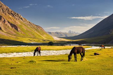 Atları Terskey Alatau Dağları, Kırgızistan, Orta Asya Nehri yakınında