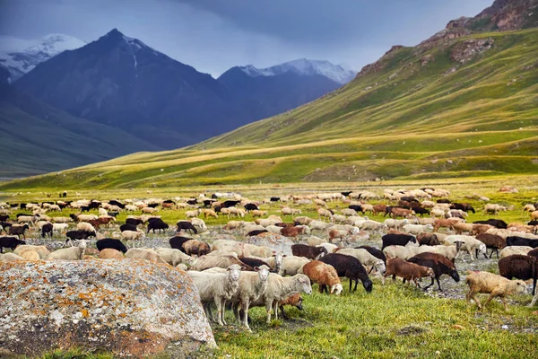 中央アジア キルギスのテルスケイ アラタウ山脈の岩の近くで羊 — ストック写真