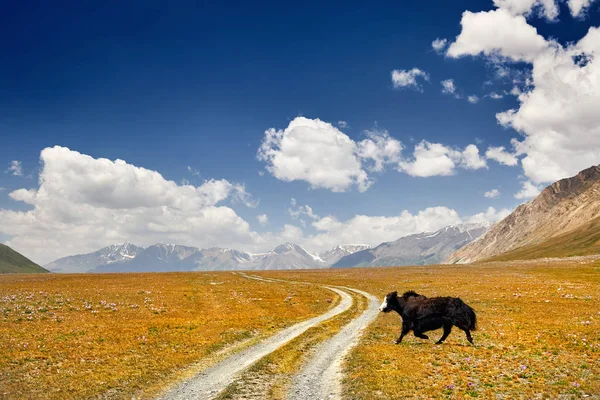 中央アジア キルギス山谷の道を渡る黒ヤク — ストック写真