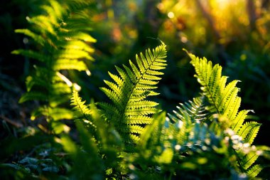Beautiful fern leaves green foliage in rainforest at sunlight background. clipart