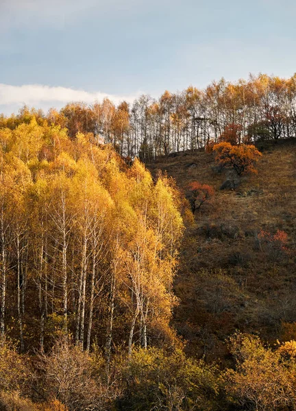 Autumn Yellow Forest Blue Sky — Stock Photo, Image