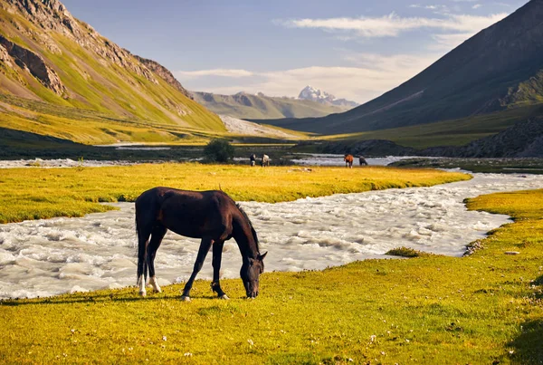 Cavalli Vicino Fiume Terskey Alatau Montagne Del Kirghizistan Asia Centrale — Foto Stock