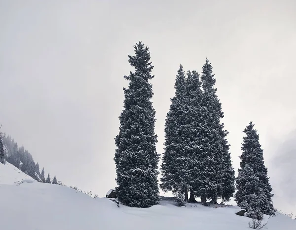Paisagem Minimalista Pinheiros Winter Mountains Tempo Queda Neve — Fotografia de Stock