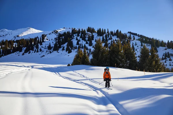 Homem Esquiando Neve Fresca Floresta Nas Montanhas Tien Shan Cazaquistão — Fotografia de Stock