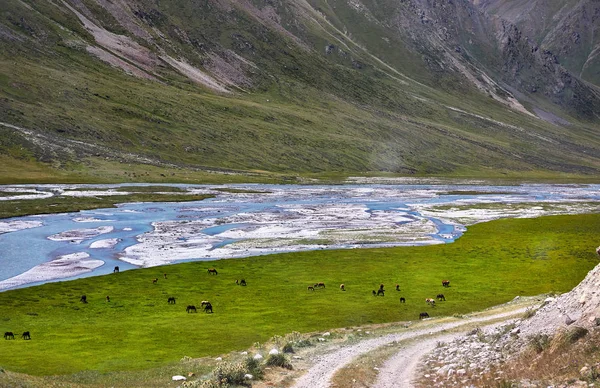 Caballos en el valle de la montaña — Foto de Stock