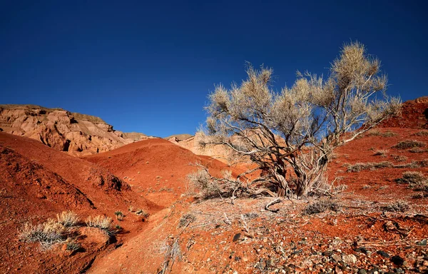 Paisaje desierto rojo — Foto de Stock