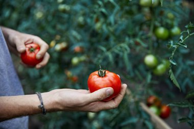 Çiftçi malzeme çekme domates