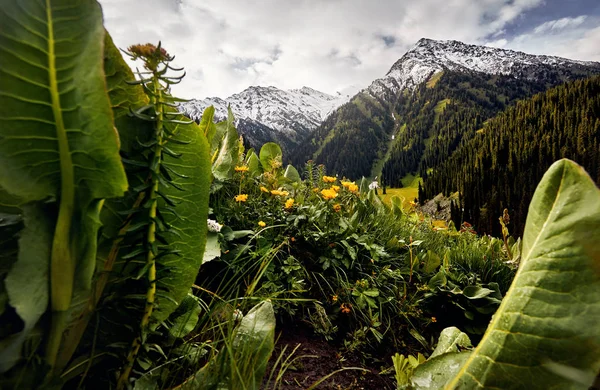 Hermoso paisaje de montañas — Foto de Stock