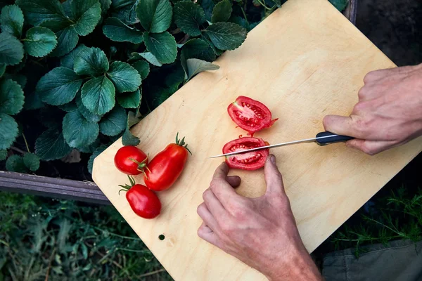 Farmer taglio pomodori freschi — Foto Stock