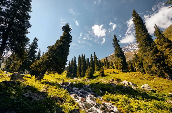 Bos in de berg — Stockfoto