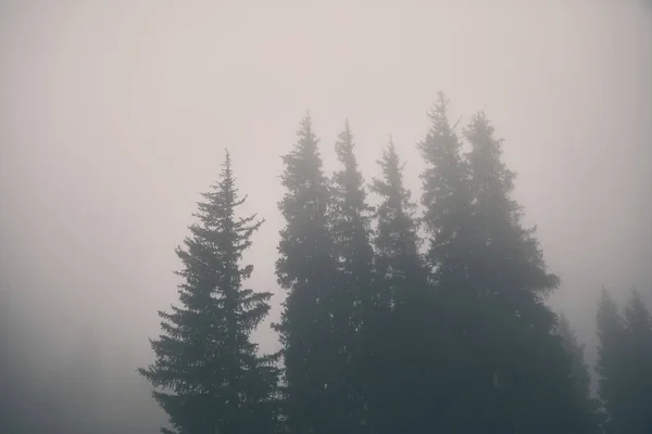 Bos in de mist — Stockfoto