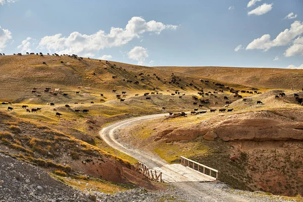 Flock av får i Bergdal — Stockfoto