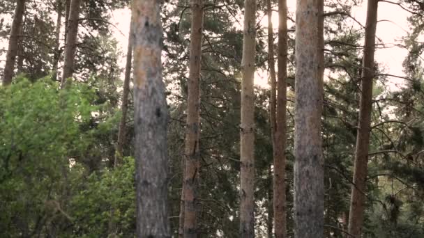 Vacker soluppgång i skogen — Stockvideo