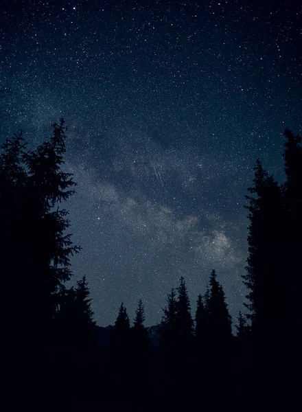 Silhueta Abeto Céu Noturno Com Láctea Estrelas Cadentes — Fotografia de Stock