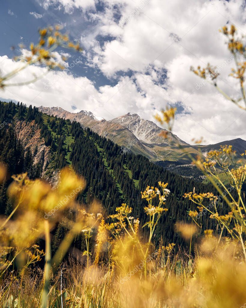 Beautiful scenery of the mountain valley and alpine meadow flowers on the foreground. Outdoor and hiking concept