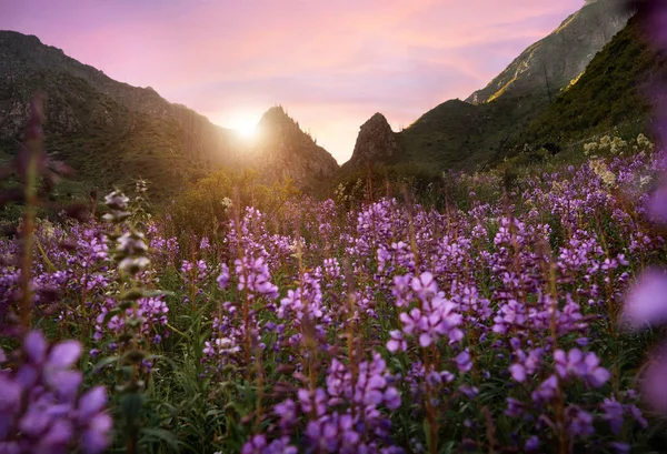 山谷和高山草甸的美丽风景 前景一片紫色的花 户外及远足的概念 — 图库照片