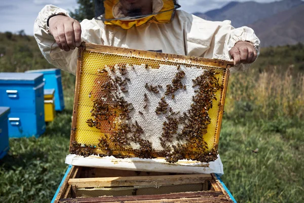 護身用の養蜂家が山の桃の巣枠を持っている — ストック写真