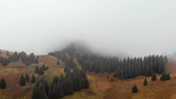 Otoño niebla bosque aéreo avión no tripulado vista — Vídeos de Stock