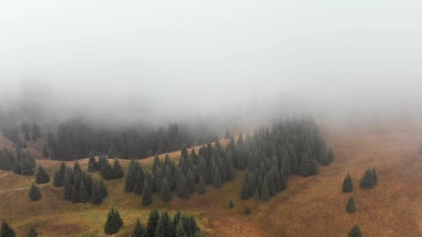 Otoño niebla bosque aéreo avión no tripulado vista — Vídeos de Stock