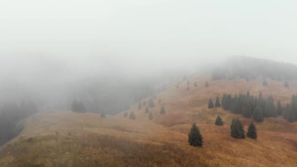 Otoño niebla bosque aéreo avión no tripulado vista — Vídeos de Stock