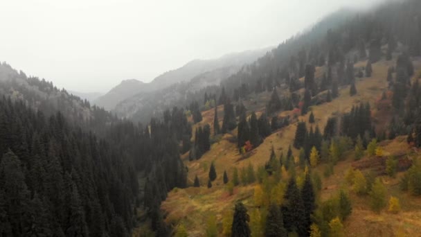 Autunno nebbioso foresta aerea drone fligth vista — Video Stock