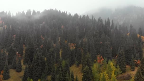 Otoño niebla bosque aéreo avión no tripulado vista — Vídeos de Stock