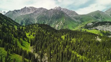 Dağların yeşil tepelerinin güzel insansız hava aracı manzarası. Ladin ormanı ve kar Almaty, Kazakistan 'da zirveye çıkıyor.