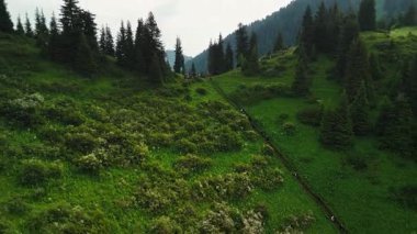 Dağların yeşil tepelerinin güzel insansız hava aracı manzarası. Ladin ormanı ve kar Almaty, Kazakistan 'da zirveye çıkıyor.