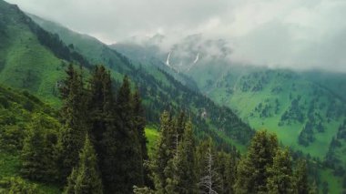 Dağların yeşil tepelerinin güzel insansız hava aracı manzarası. Ladin ormanı ve kar Almaty, Kazakistan 'da zirveye çıkıyor.