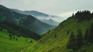 Dağların yeşil tepelerinin güzel insansız hava aracı manzarası. Ladin ormanı ve kar Almaty, Kazakistan 'da zirveye çıkıyor.
