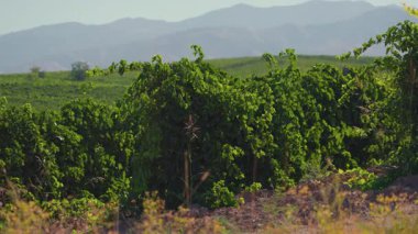 Taşkent Özbekistan, Orta Asya yakınlarındaki Parkent şehrinde bir sıra çalıyla üzüm bağları çiftliği hasat ediliyor.