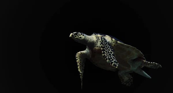 Черепаха Черном Фоне — стоковое фото