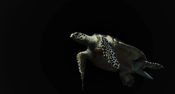 Tortuga Marina Sobre Fondo Negro — Foto de Stock