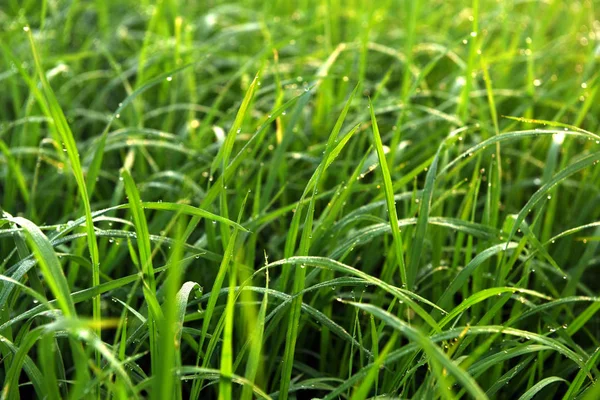 Green field of rice in India — Stock Photo, Image