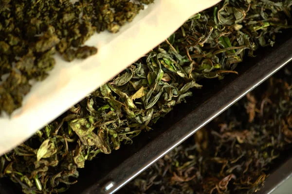 Drying and fermentation of tea willow — Stock Photo, Image