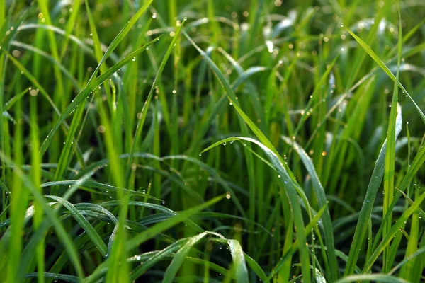Campo verde de arroz en la India — Foto de Stock