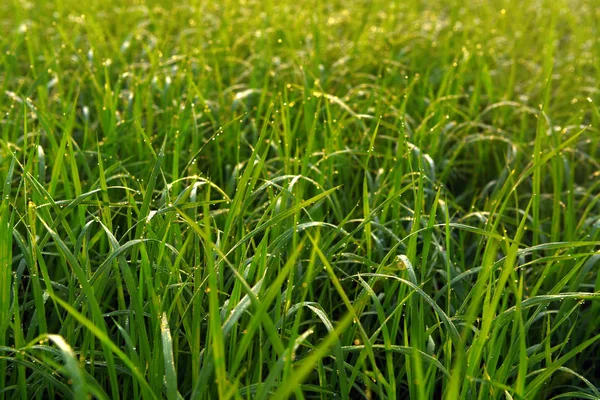 Campo verde de arroz na Índia — Fotografia de Stock