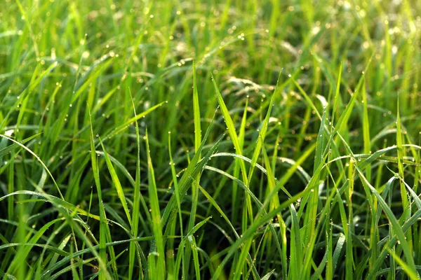 Campo verde de arroz na Índia — Fotografia de Stock