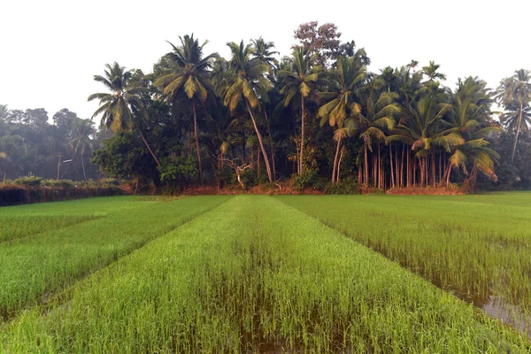 Зеленое поле риса в Индии — стоковое фото