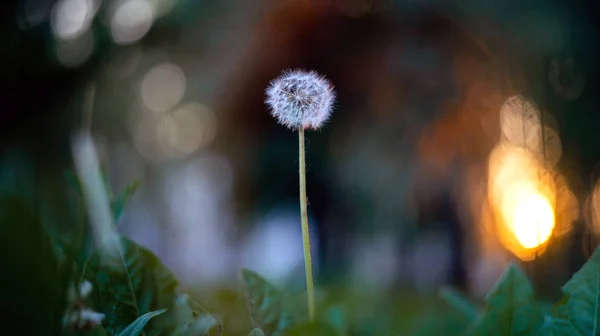 Macro of a single white dandelion in nature. — Stock Photo, Image