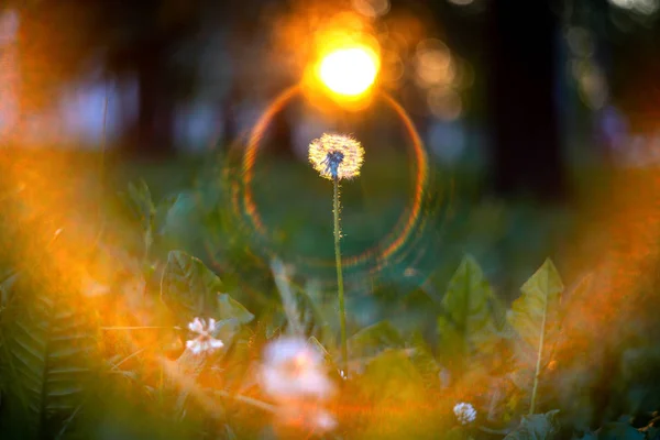 Macro de un solo diente de león blanco en la naturaleza . — Foto de Stock