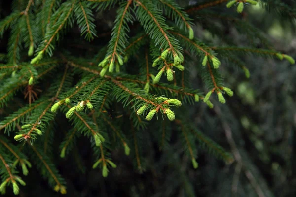 Branches d'épinette avec jeunes pousses . — Photo