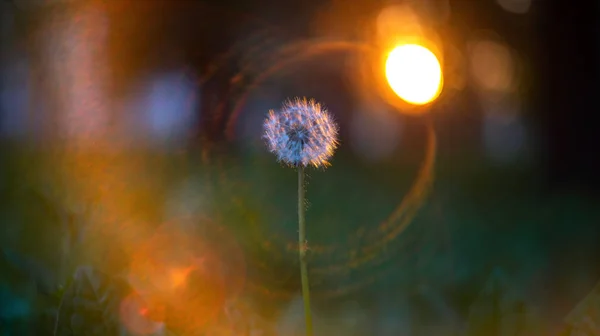 Macro de un solo diente de león blanco en la naturaleza . — Foto de Stock