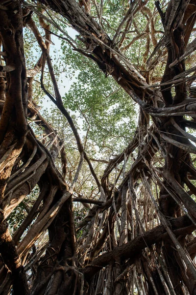 Grandes matorrales de Banyan en la India . — Foto de Stock