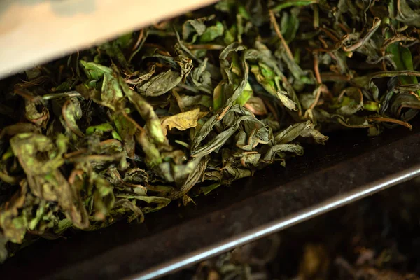 Secado y fermentación del sauce de té —  Fotos de Stock