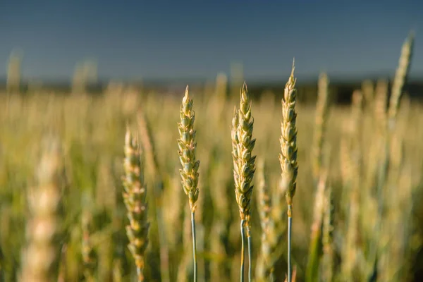 Wheat field and countryside scenery — Stock Photo, Image