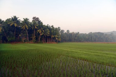 Hindistan'da pirinç yeşil alan