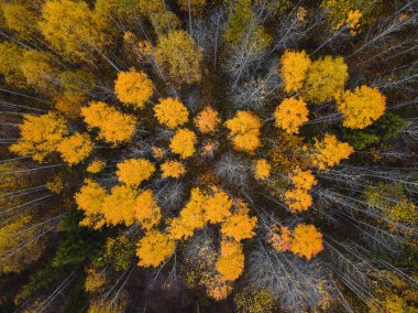 Sonbahar ormanı insansız hava aracı görüntüsü.